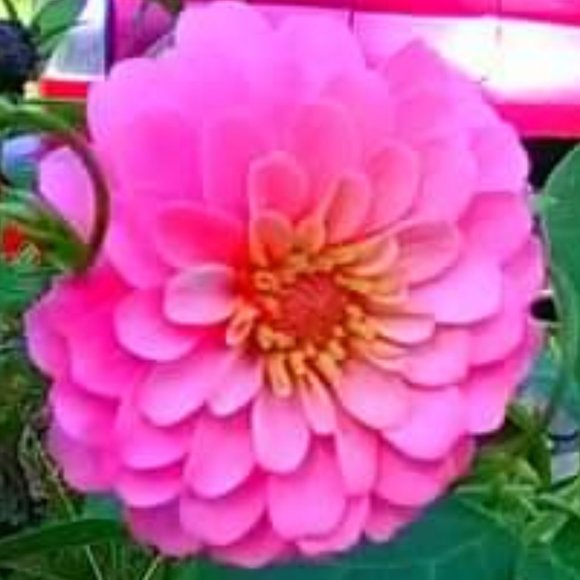 Other - 50 Bright pink zinnia seeds